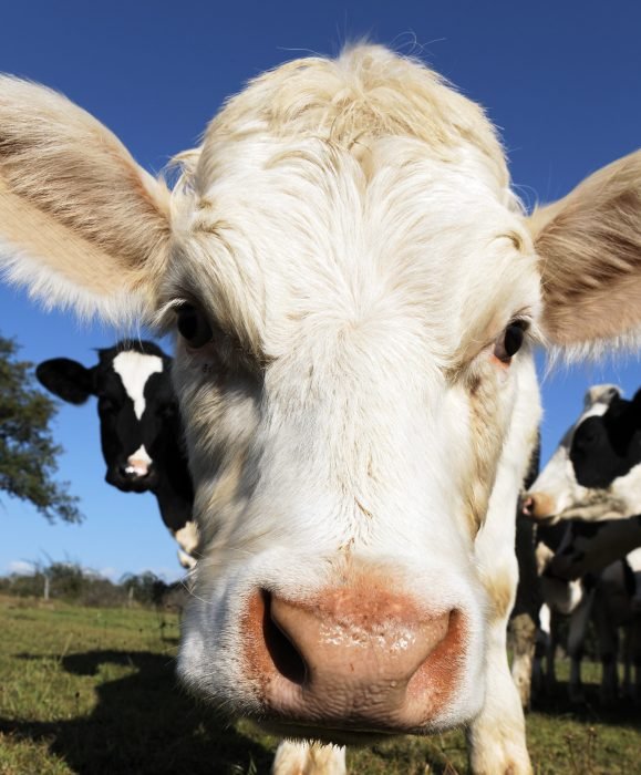 portrait of white calf head in blue sky